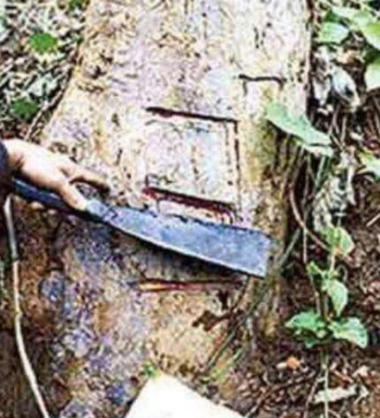 世界上最恐怖的树