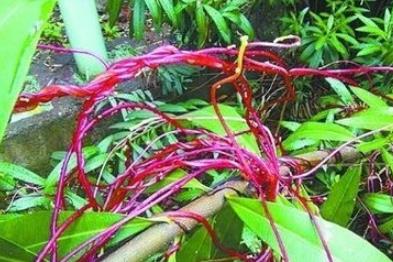 世界上最恐怖的树