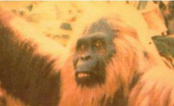 幽威是澳洲野人吗