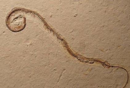 蛇类曾经是有脚的 蛇类曾经是有脚的