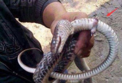 蛇类曾经是有脚的 蛇类曾经是有脚的