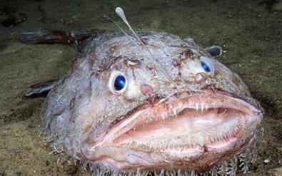 世界上最丑的鱼鮟鱇鱼雄鱼居然需要寄生雌鱼图