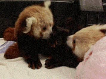 霸王硬上弓还有这一层意思 霸王硬上弓还有这一层意思