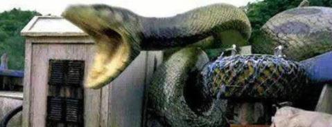 中国真实的巨蟒渡劫成仙 中国真实的巨蟒渡劫成仙