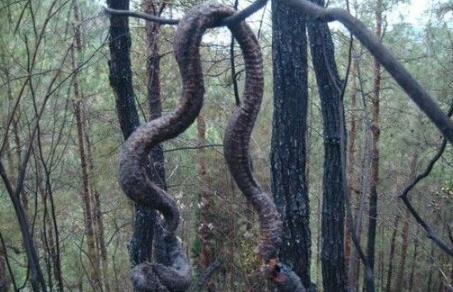 中国真实的巨蟒渡劫成仙 中国真实的巨蟒渡劫成仙