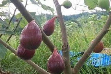 无花果功效 无花果功效