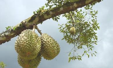 榴莲有什么功效 榴莲有什么功效