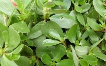 马齿苋有什么功效