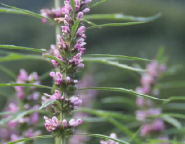 益母草有什么功效