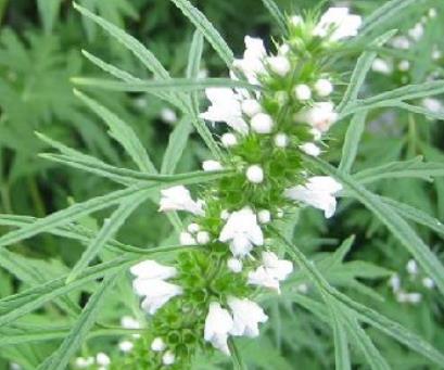 益母草有什么功效