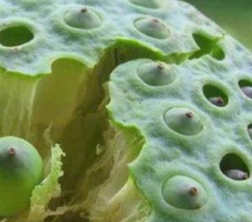 莲子有什么功效