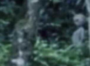 巴西亚马逊惊现外星人