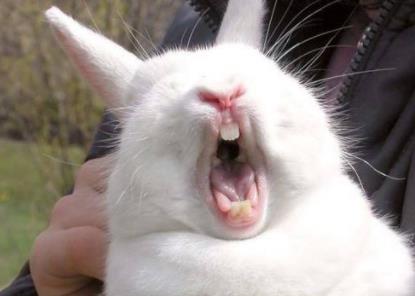 兔子养多久才会认主人