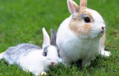 兔子养多久才会认主人