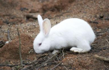 兔子养多久才会认主人
