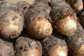 芋头有什么作用