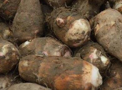 芋头有什么作用