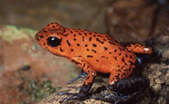 黄金箭毒蛙剧毒美蛙