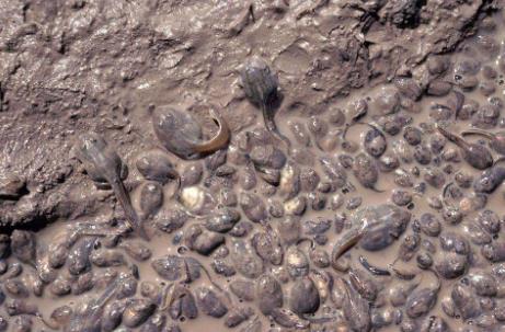 世界上最怪的雨 世界上最怪的雨