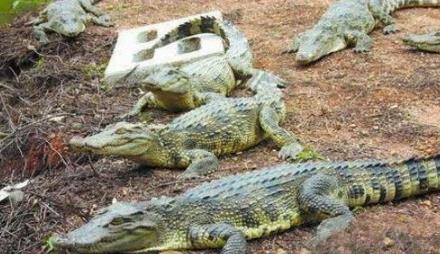 世界上最怪的雨