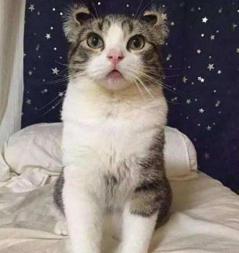 铲屎官是什么意思