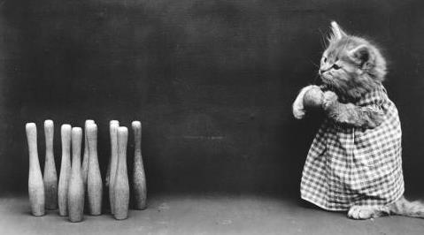 铲屎官是什么意思