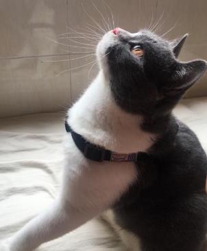 铲屎官是什么意思