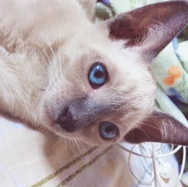 铲屎官是什么意思