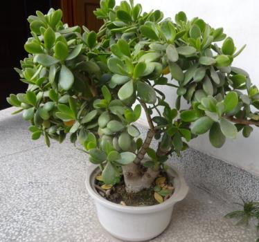 燕子掌如何修剪