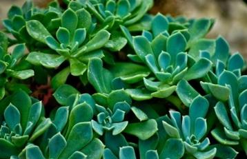 燕子掌如何修剪