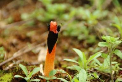 鸡屎菌这又是什么鬼