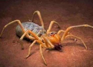 世界上最大的食人蛛