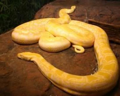 世界上活最久的蛇是哪一种 世界上活最久的蛇是哪一种