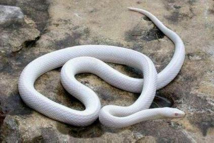 世界上最美的蛇 世界上最美的蛇