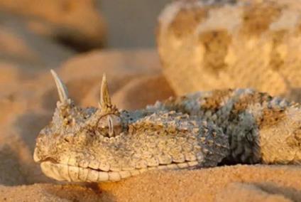 世界上最美的蛇 世界上最美的蛇