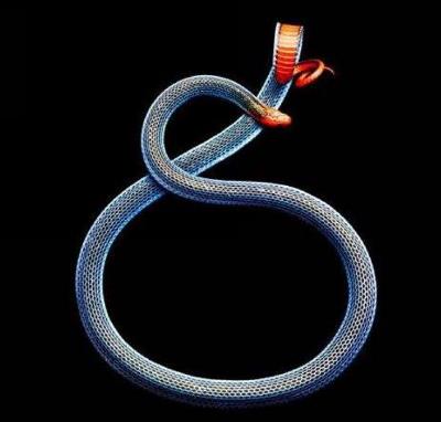 世界上最美的蛇 世界上最美的蛇