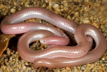 世界上最美的蛇 世界上最美的蛇