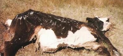 美国屠牛事件 美国屠牛事件