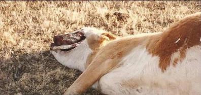 美国屠牛事件 美国屠牛事件