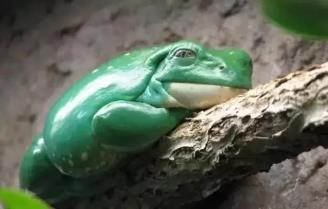 怀孕时的小动物 怀孕时的小动物