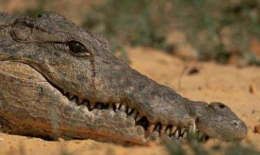 鳄鱼为什么流眼泪:鳄鱼吃东西的时候也会流泪吗 鳄鱼为什么流眼泪:鳄鱼吃东西的时候也会流泪吗