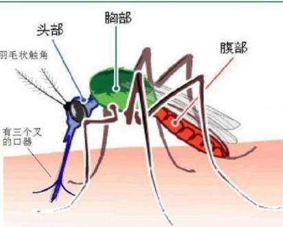 公蚊子和母蚊子的区别蚊子吸血是为了什么