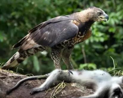 食猿雕怎么长着一头炸毛:食猿雕到底有多凶残 食猿雕怎么长着一头炸毛:食猿雕到底有多凶残