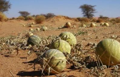 沙漠的西瓜不能吃？沙漠西瓜为什么不能吃