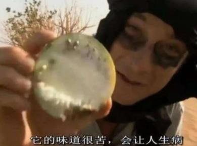 沙漠的西瓜不能吃？沙漠西瓜为什么不能吃
