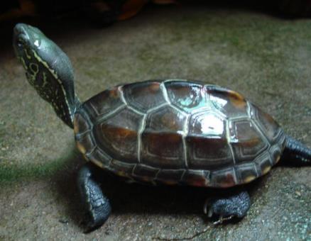 十大便宜好养的宠物:单身的你赶紧来一打 十大便宜好养的宠物:单身的你赶紧来一打