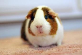 十大便宜好养的宠物:单身的你赶紧来一打 十大便宜好养的宠物:单身的你赶紧来一打