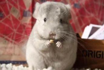 十大便宜好养的宠物:单身的你赶紧来一打 十大便宜好养的宠物:单身的你赶紧来一打