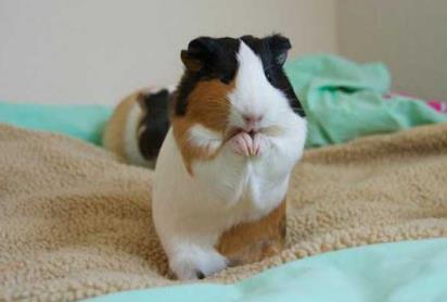 十大便宜好养的宠物:单身的你赶紧来一打 十大便宜好养的宠物:单身的你赶紧来一打