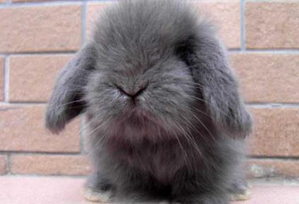 十大便宜好养的宠物:单身的你赶紧来一打 十大便宜好养的宠物:单身的你赶紧来一打